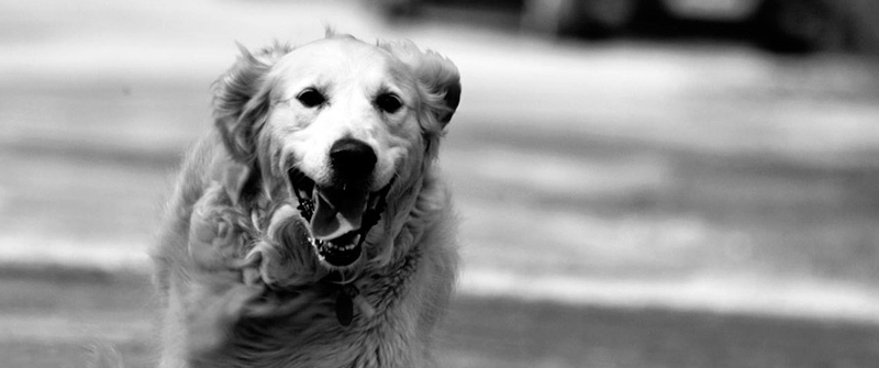 cc攻击免费网页版